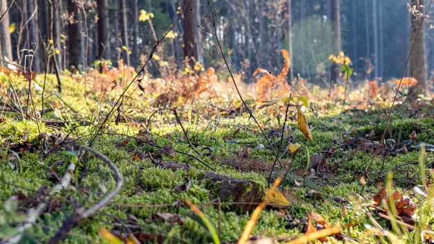 Grünes natürliches Moos im Wald.