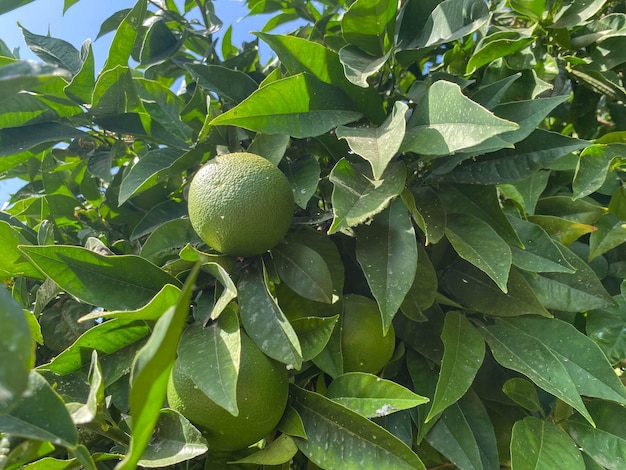 Grünes Naturparadies schöne leckere runde unreife orangefarbene Zitrusmandarine oder Grapefruit