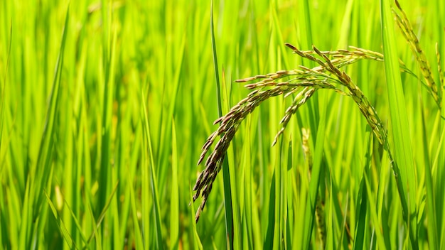 Grünes Ohr des Reises auf dem Paddyreisgebiet