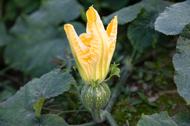 Grünes organisches Gemüse, süßer Kürbis, kleine gelbe Blume im Garten, junger Kürbis. Natürliche Bestäubung auf dem Feld der Landschaft in Bangladesch.