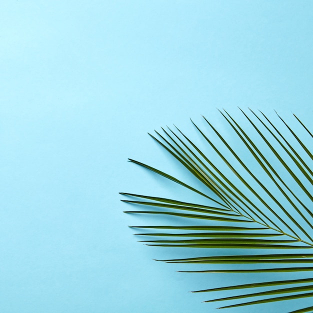 Grünes Palmblatt auf blauem Hintergrund mit natürlichem Layout des Kopienraums flach