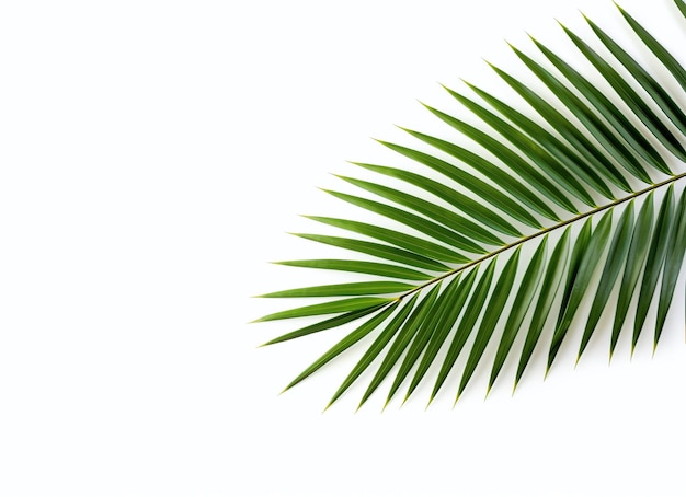 Foto grünes palmblatt auf weißem hintergrund