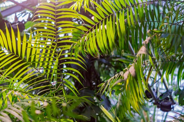 Foto grünes palmblatt im botanischen garten