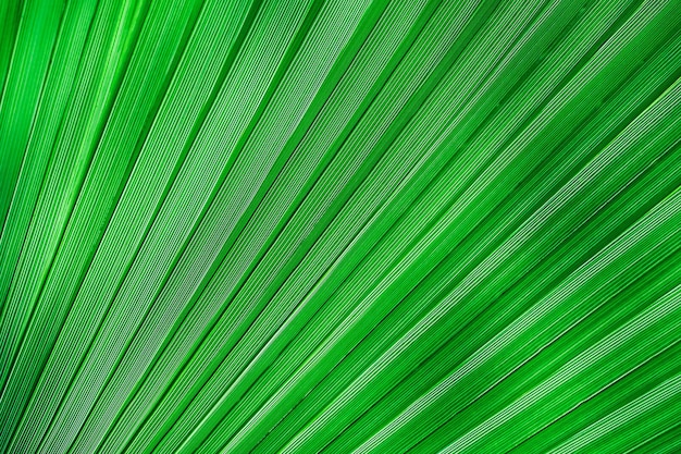 Grünes Palmblatt Konzept für Hintergrund und Bildschirmschoner für die Werbung für Öko-Produkte und Parfümerie