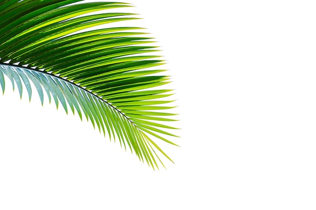 Grünes Palmblatt lokalisiert auf weißem Hintergrund