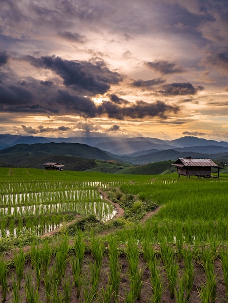 Grünes Reisfeld in Chiang mai, Thailand.