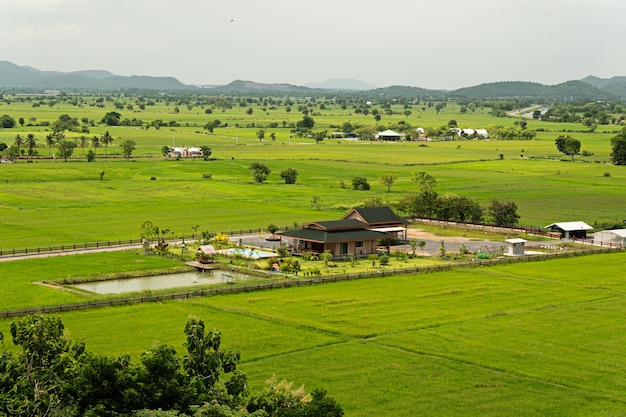 Grünes Reisfeld in der Nähe des Berges in KANCHANABURI, THAILAND