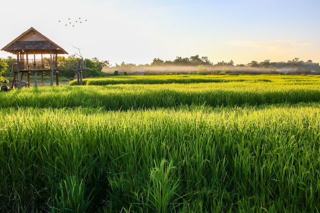 Grünes Reisfeld mit blauem Himmel, natürlicher Hintergrund.
