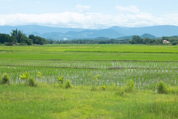 Grünes Reisfeld mit Hintergrund des blauen Himmels