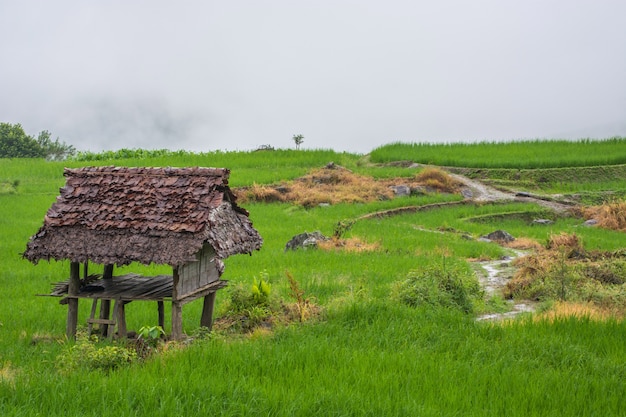 Grünes Reisfeld mit Nebel bei Verbot Pa Phong Pieng Chiang Mai Thailand.