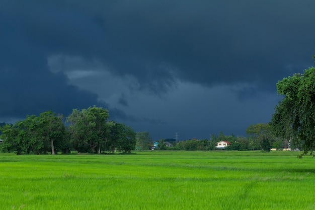 Grünes Reisfeld mit schwerem Hintergrund
