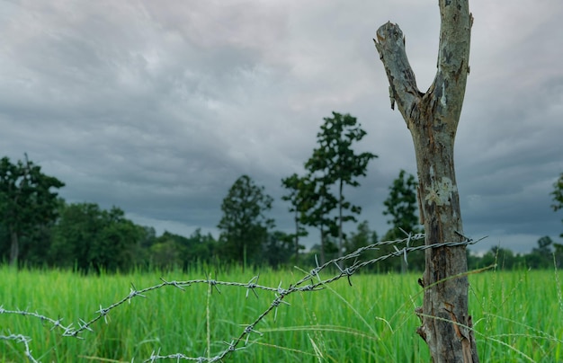 Grünes Reisfeld mit Stacheldrahtzaun und Holzpfahl mit stürmischem Himmel Reisfarm in Asien