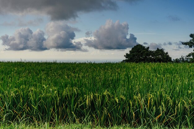 Grünes Reisfeld und Himmel mit weißen Wolken