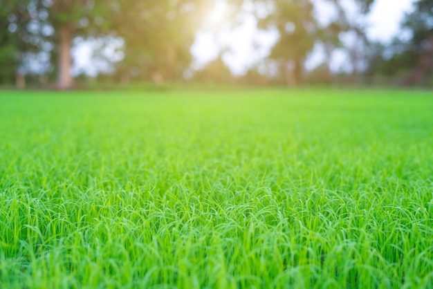 Grünes Reissämlingsfeld Hintergrund der Bio-Landwirtschaft Nahaufnahme