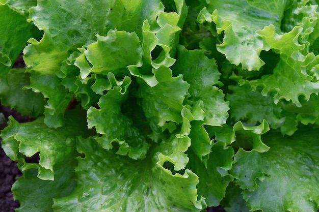 Grünes Salatblatt des gesunden Lebensmittelkonzepts an einem sonnigen Tag in der Gartennahaufnahme.