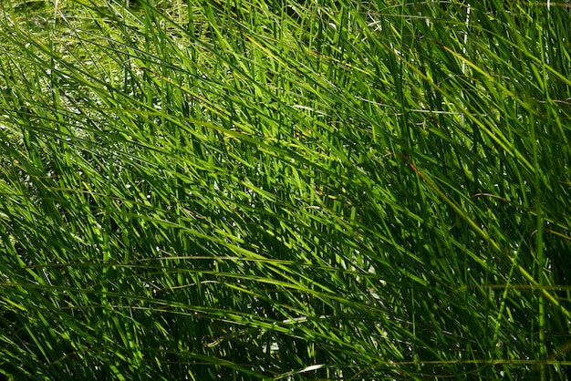 Foto grünes schilf am seeufer in der nähe