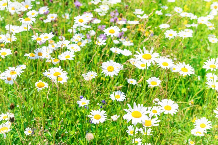 Grünes Sommerfeld mit weißen Blumen Gänseblümchen