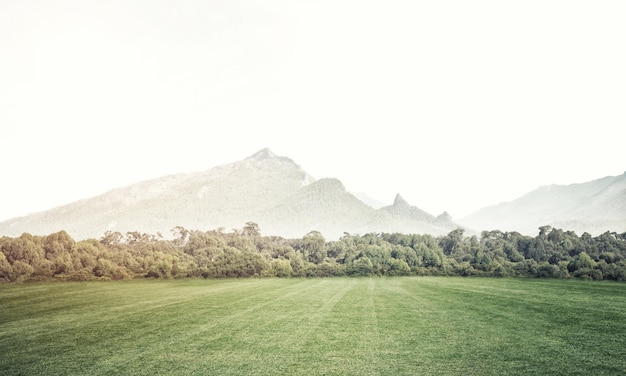 Grünes Sommerparadies