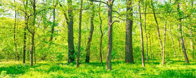 Grünes sonniges Waldpanorama