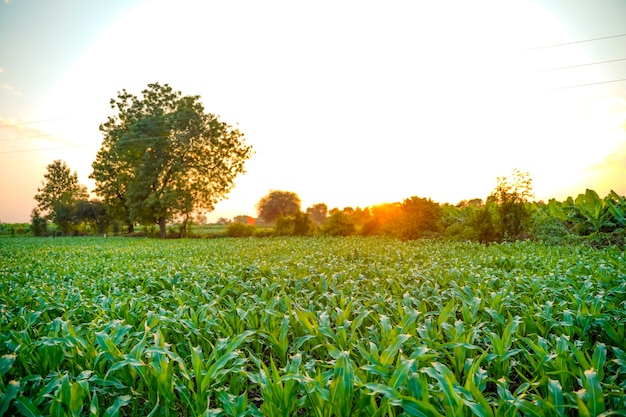 Grünes Sorghum-Landwirtschaftsfeld mit Himmelshintergrund.