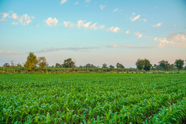 Grünes Sorghum-Landwirtschaftsfeld mit Himmelshintergrund.