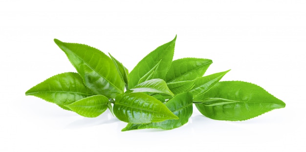Grünes Teeblatt auf Weiß