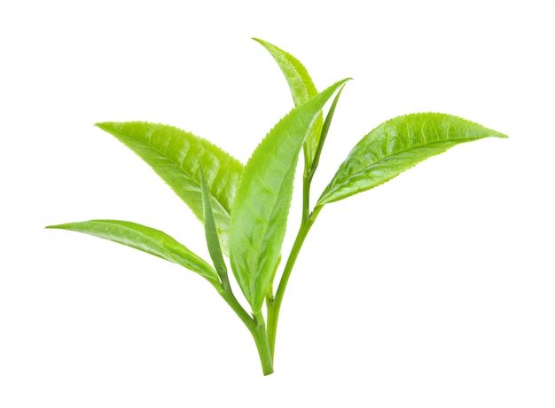 Grünes Teeblatt auf Weiß