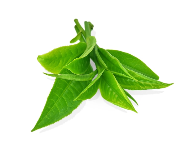 Grünes Teeblatt lokalisiert auf weißem Hintergrund