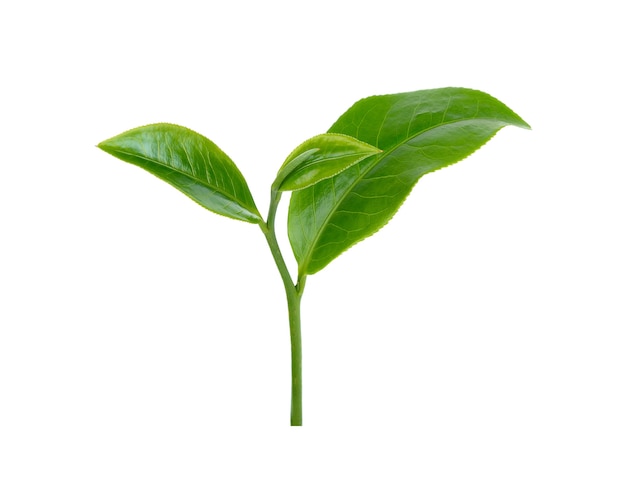 grünes Teeblatt lokalisiert auf weißem Hintergrund