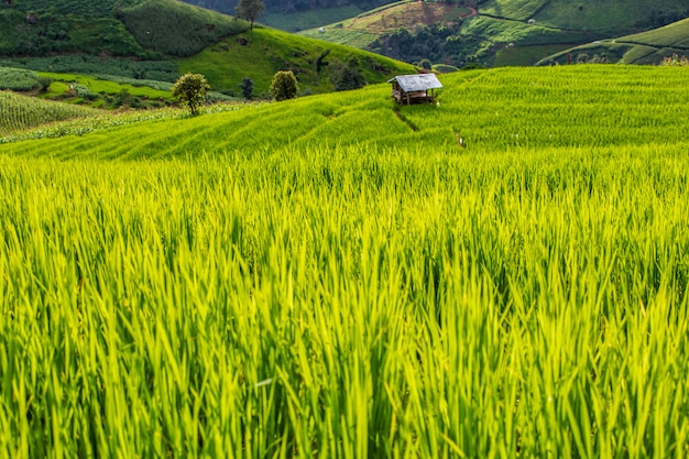 Grünes terassenförmig angelegtes Reis-Feld in PA Pong Pieng, Mae Chaem, Chiang Mai Province, Thailand