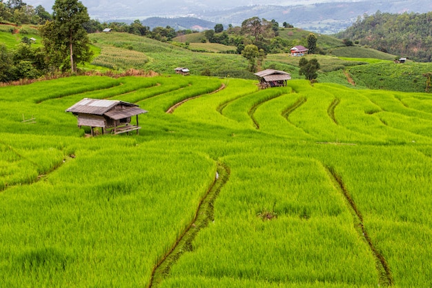 Grünes terassenförmig angelegtes Reis-Feld in PA Pong Pieng, Mae Chaem, Chiang Mai Province, Thailand