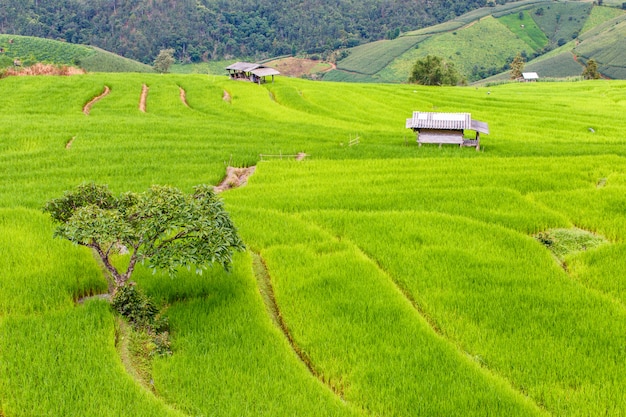 Grünes terassenförmig angelegtes Reis-Feld in PA Pong Pieng, Mae Chaem, Chiang Mai, Thailand