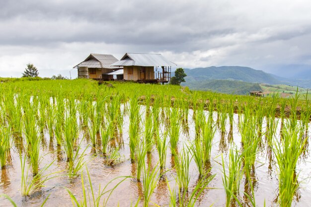 Grünes terassenförmig angelegtes Reis-Feld in PA Pong Pieng, Mae Chaem, Chiang Mai, Thailand