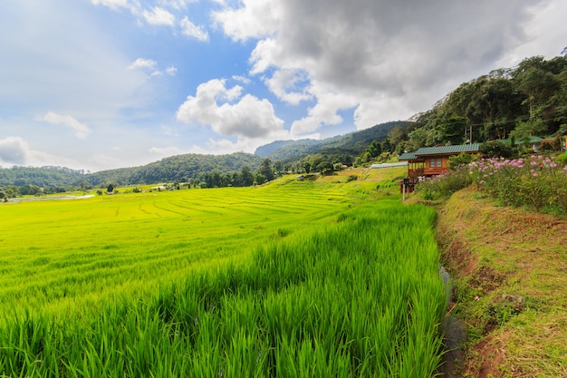 Grünes terassenförmig angelegtes Reisfeld in Mae Klang Luang, Mae Chaem, Chiang Mai, Thailand