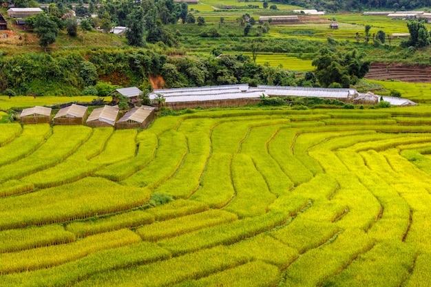 Grünes terassenförmig angelegtes Reisfeld in Mae La Noi, Maehongson-Provinz, Thailand