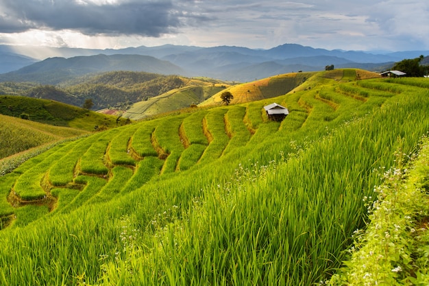 Grünes terassenförmig angelegtes Reisfeld in Pa Pong Pieng, Mae Chaem, Chiang Mai-Provinz, Thailand