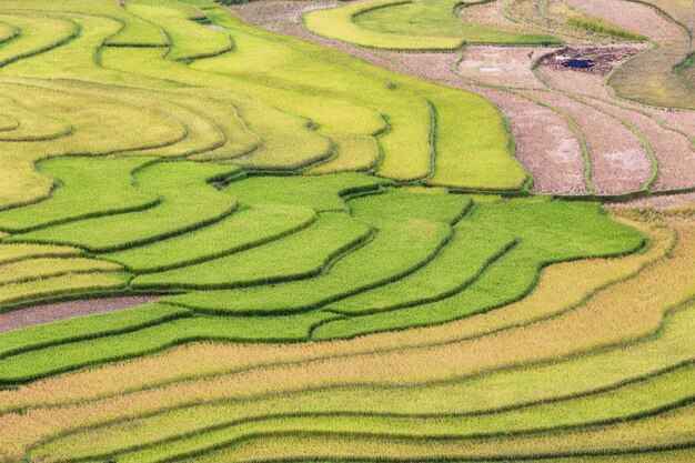 Grünes Terrassenreisfeld bei MU Cang Chai