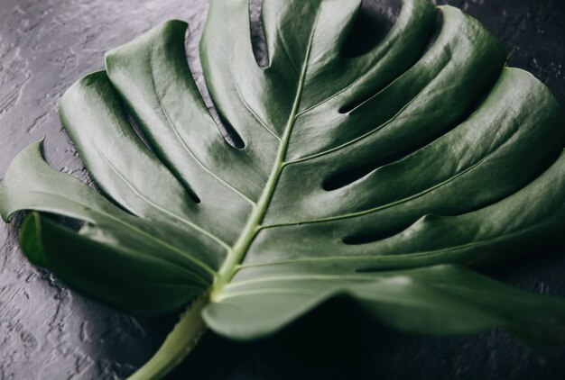 Grünes tropisches Blatt auf schwarzem Hintergrund. Monstera Zimmerpflanze. Umweltfreundliches Foto.