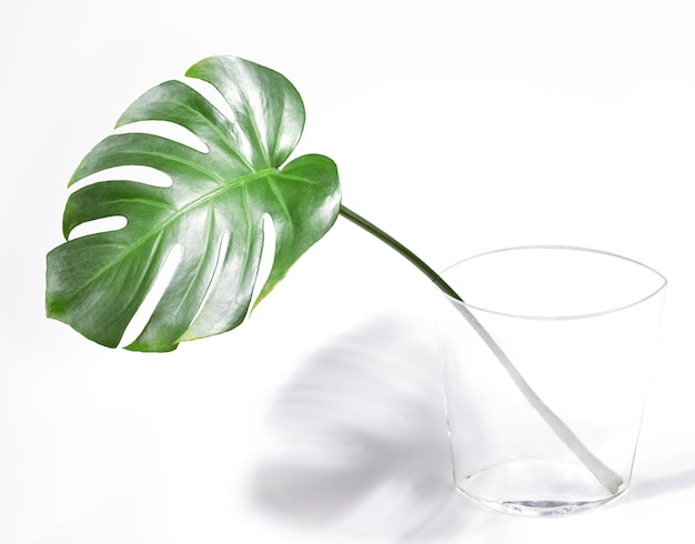 Grünes tropisches Palmmonsterablatt im transparenten Glasvase auf Weiß