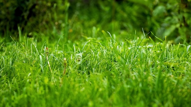 Grünes üppiges Gras im Garten, Grashintergrund