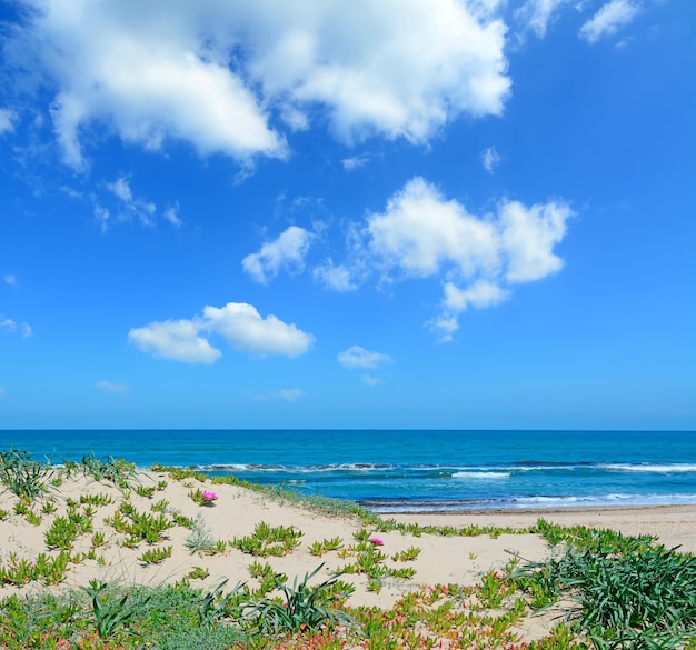 Grünes Ufer unter Wolken in Platamona Sardinien