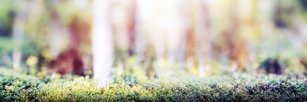 Foto grünes wald-bokeh-panorama