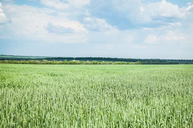 Grünes Weizenfeld am sonnigen Sommertag