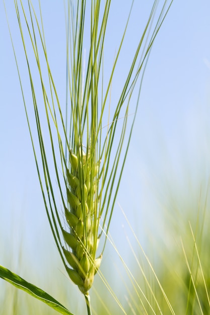 Foto grünes weizenfeld am sonnigen tag. auf einem landwirtschaftlichen feld wachsen ährchen von roggen.