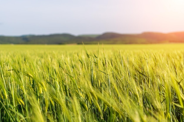 Grünes Weizenfeld auf dem Land Nahaufnahme Weizenfeld weht am sonnigen Frühlingstag im Wind