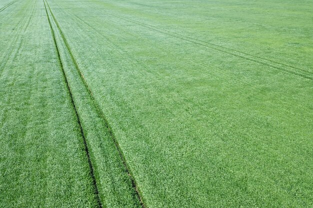 Grünes Weizenfeld aus der Luft. Luftaufnahme großes grünes Feld.