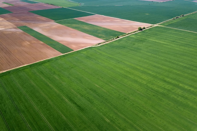 Grünes Weizenfeld aus der Luft. Luftbild großes grünes Feld.