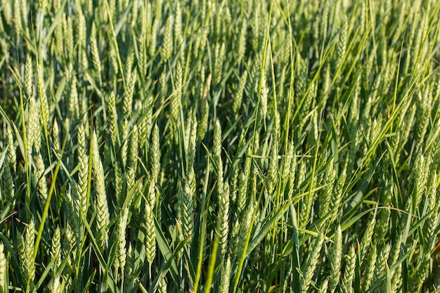 Grünes Weizenfeld im Frühjahr