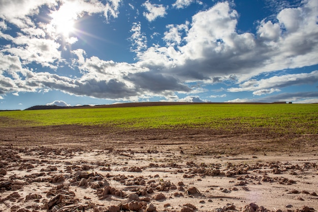 Grünes Weizenfeld mit blauem Himmel und weißen Wolken