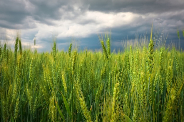 Grünes Weizenfeld Nahaufnahme und stürmischer bewölkter Himmel. Zusammensetzung der Natur